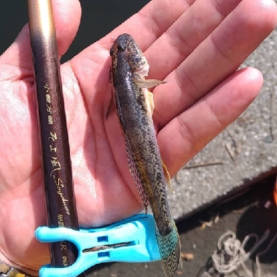 鶴見川 ハゼ釣り