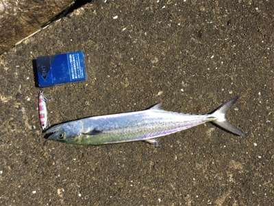 今年初サゴシ‼️…