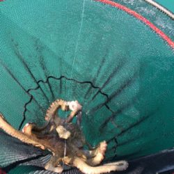 アタリが小さい