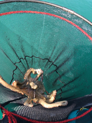 アタリが小さい