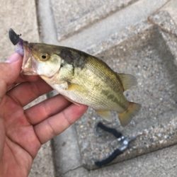 近所の川で小物釣り