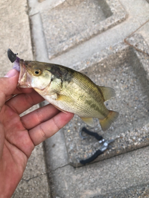 近所の川で小物釣り