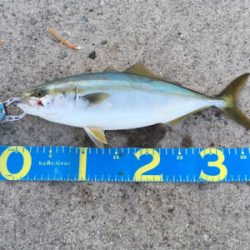 もう少しでハマチ