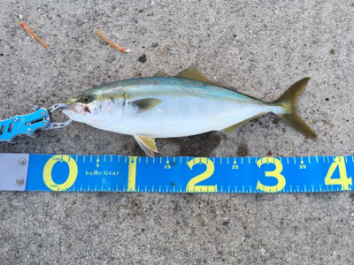 もう少しでハマチ