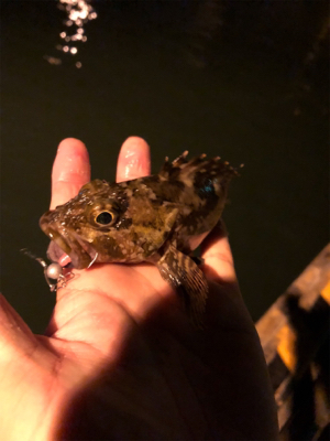 シーバスのボイル