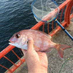 平磯ナイターでカゴ釣り