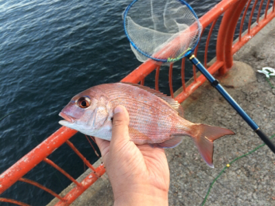 平磯ナイターでカゴ釣り