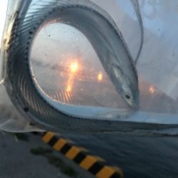 水軒にて人多い、タチウオはいる