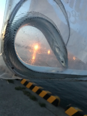 水軒にて人多い、タチウオはいる