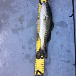 2か月ぶりの桜池