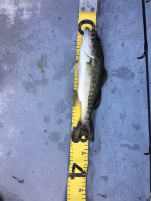 2か月ぶりの桜池