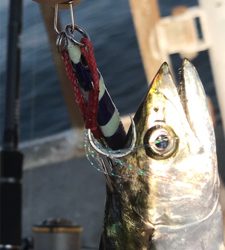 ヘッドハングドチーコシ