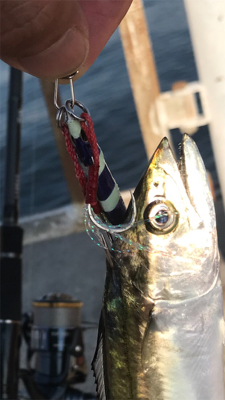 ヘッドハングドチーコシ