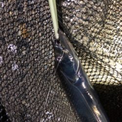 本日もタチウオ