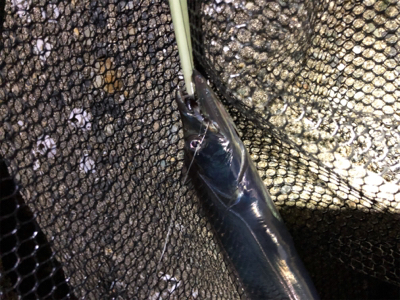 本日もタチウオ