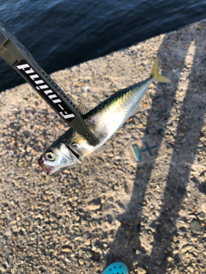 高砂港にもアジが来た