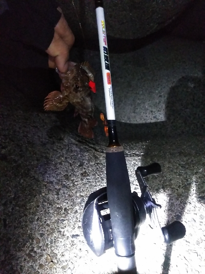 ショアジギングでアコウ