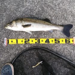 夏シーバス63センチ