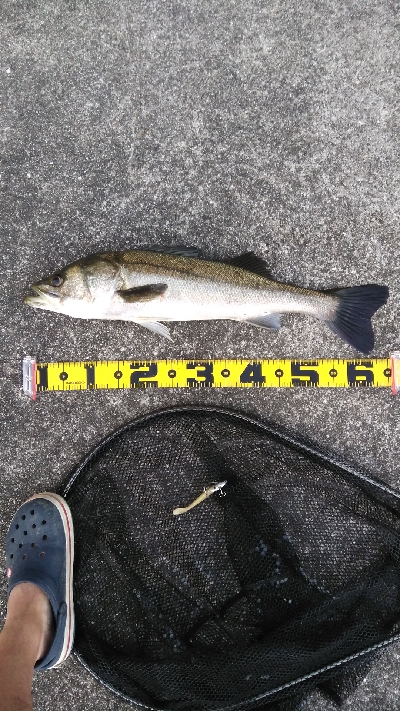 夏シーバス63センチ