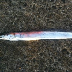 今年初のタチウオ