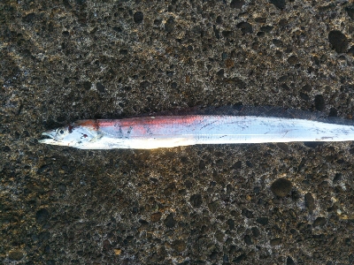 今年初のタチウオ