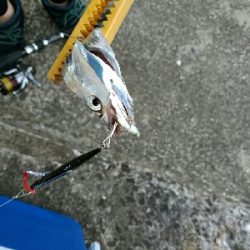 サゴタチちゃいちー