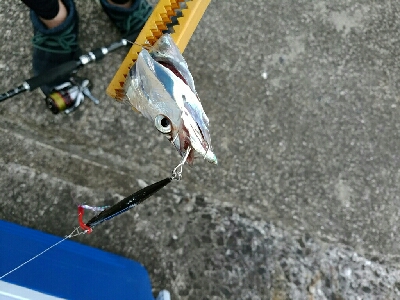 サゴタチちゃいちー