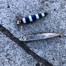 粘ってのサバタチ大漁♪