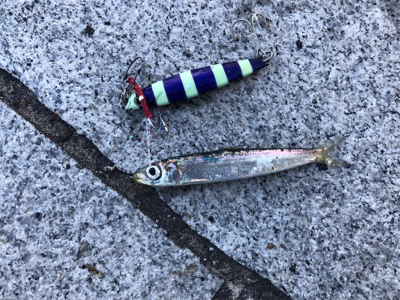 粘ってのサバタチ大漁♪