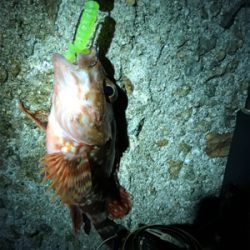 連日の楽しい釣行