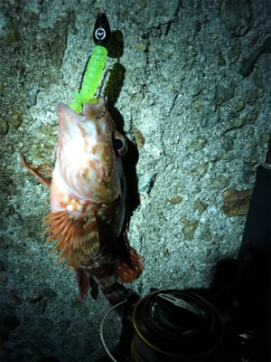 連日の楽しい釣行