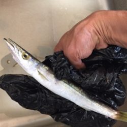 大サバ狙いからのカマス、ミニバス