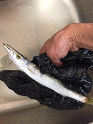 大サバ狙いからのカマス、ミニバス