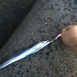 メタルマルで大サバ