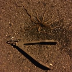 アオリイカ新子 調査