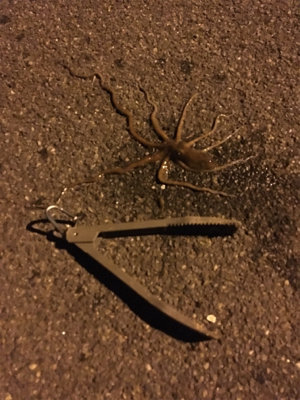 アオリイカ新子 調査