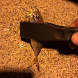 ナイトアジング3