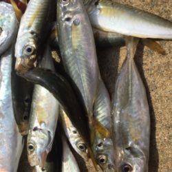 サビキでBigサバとアジ