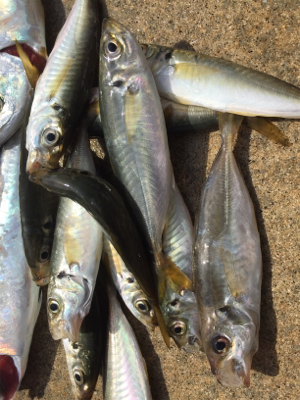 サビキでBigサバとアジ