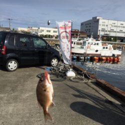 タチウオはいるけど乗らない