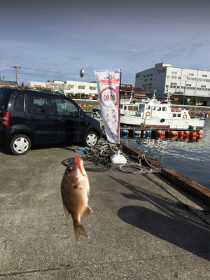 タチウオはいるけど乗らない