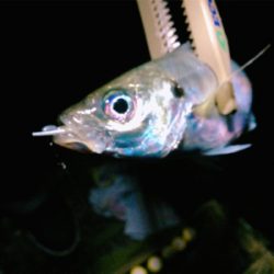 尺でましたヽ(;▽;)ノ