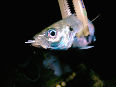 尺でましたヽ(;▽;)ノ