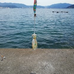 秋アオリ　新子