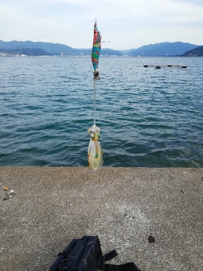 秋アオリ　新子