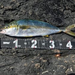 トップでヒラゴ