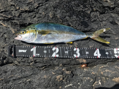 トップでヒラゴ