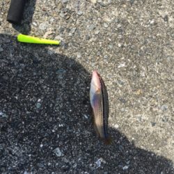 ショアジギからの〜胴付き五目