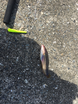 ショアジギからの〜胴付き五目