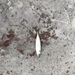 サバまみれ〜！